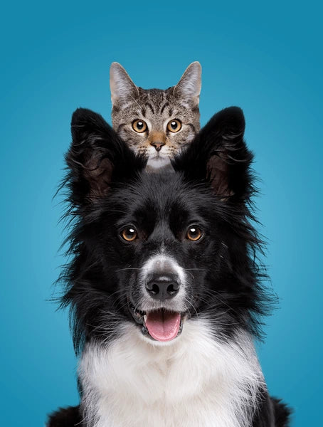 Spoofydogs
